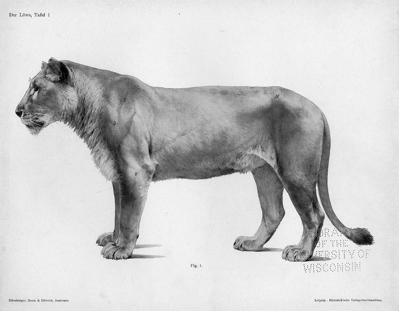 Illustration for article titled Lose Yourself In The Gorgeous Anatomical Drawings of Hermann Dittrich